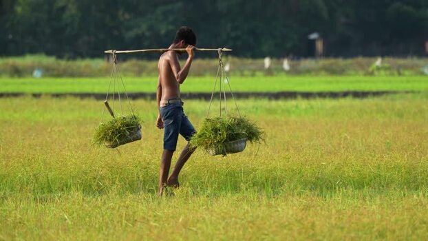 View of a farmer carrying crops across a green field Bangladesh.