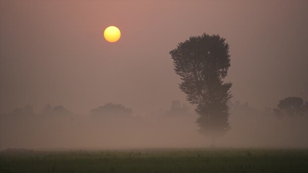 View of a lone tree in a foggy field at sunrise Bangladesh.