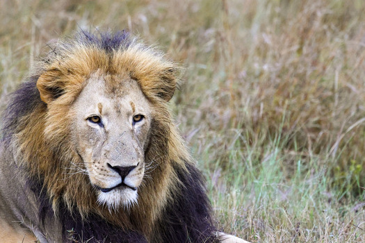 View of a majestic male lion with a thick mane resting in the tall grass of Welgevonden Game Reserve in Waterberg District Municipality Limpopo South Africa.