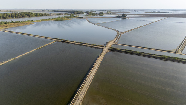 Aerial view of the flooded rice fields of Isla Minima with dirt roads and water reflections under a clear sky in Coria del Rio Andalusia Spain. Aerial view of the flooded rice fields of Isla Minima with dirt roads and water reflections under a clear sky in Coria del Rio Andalusia Spain.