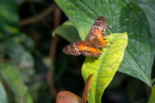 Vienna Austria 28 April 2026 View of a butterfly resting on a green leaf inside the Schmetterlinghaus with lush tropical foliage in the background. Vienna Austria 28 April 2026 View of a butterfly resting on a green leaf inside the Schmetterlinghaus with lush tropical foliage in the background.