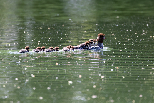 View of a female common merganser swimming on a green pond with ducklings on her back and following in the water Mulhouse Grand Est France.