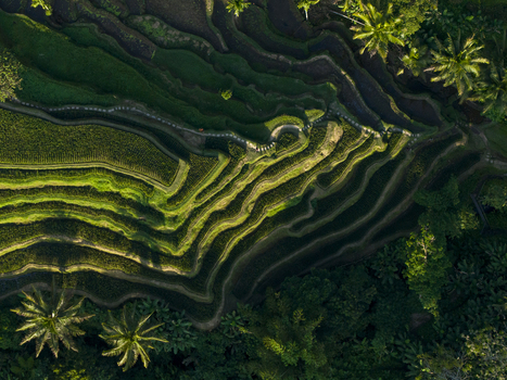 Aerial view of Tegallalang Rice Terrace with lush green terraced paddies palm trees and soft morning light in Kecamatan Tegallalang Bali Indonesia. Aerial view of Tegallalang Rice Terrace with lush green terraced paddies palm trees and soft morning light in Kecamatan Tegallalang Bali Indonesia.