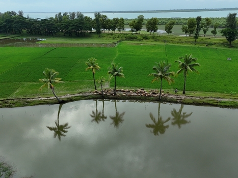 Aerial view of Khurushkul featuring lush green rice fields palm trees and a calm pond reflecting the trees in Cox s Bazar Chittagong Division Bangladesh. Aerial view of Khurushkul featuring lush green rice fields palm trees and a calm pond reflecting the trees in Cox s Bazar Chittagong Division Bangladesh.