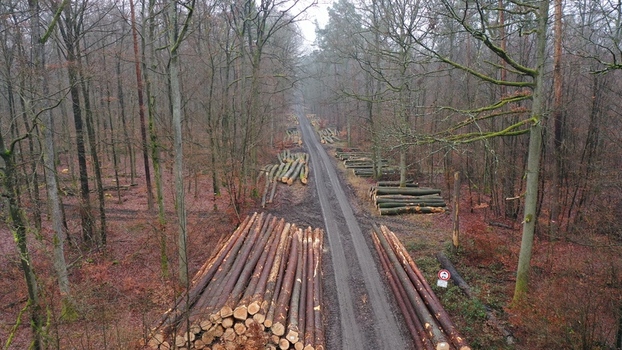 Aerial view of stacked timber logs along a forest road in the Steigerwald during a misty day in Ippesheim Bavaria Germany.
