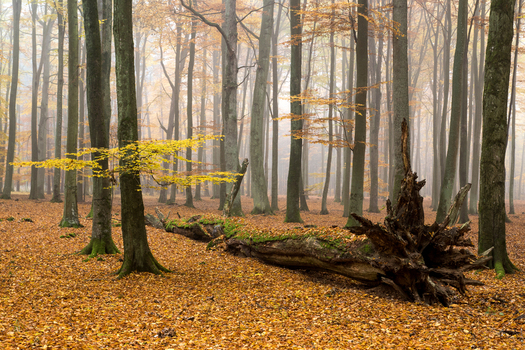 View of a serene autumn forest with a fallen mossy tree trunk surrounded by tall trees and a carpet of golden leaves under a soft misty sky in Debrzno Pomeranian Voivodeshi Poland. View of a serene autumn forest with a fallen mossy tree trunk surrounded by tall trees and a carpet of golden leaves under a soft misty sky in Debrzno Pomeranian Voivodeshi Poland.