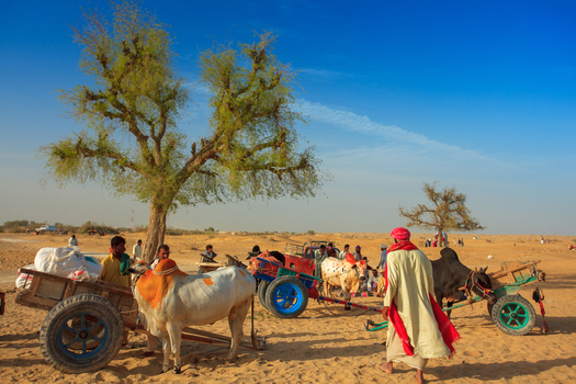 Yazman Punjab Pakistan 11 March 2010 View of devotees with their ox drawn carts at the Chanan Pir shrine in the desert landscape.