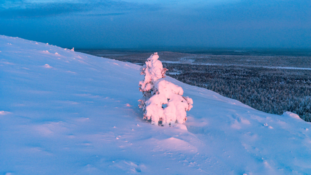 Aerial view of the Luosto fell landscape featuring a solitary snow covered tree under the soft blue light of the polar night in Sodankyla Lapland Finland. Aerial view of the Luosto fell landscape featuring a solitary snow covered tree under the soft blue light of the polar night in Sodankyla Lapland Finland.