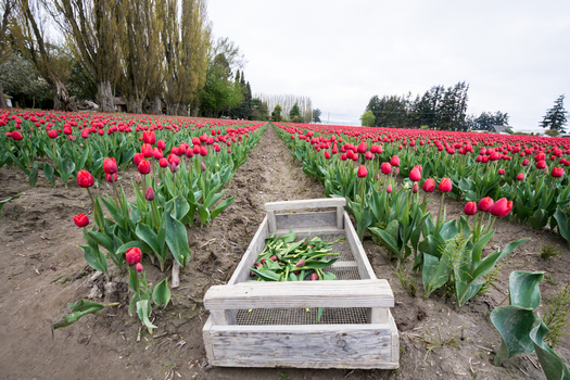 View of vibrant red tulips blooming in a field with a wooden harvest crate in the foreground and tall trees under an overcast sky in La Conner Washington United States.