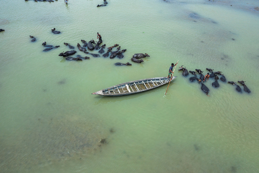 Bogura Bangladesh 29 May 2019 Aerial view of a man standing in a wooden boat using a pole to guide a herd of water buffalo through shallow river water. Bogura Bangladesh 29 May 2019 Aerial view of a man standing in a wooden boat using a pole to guide a herd of water buffalo through shallow river water.