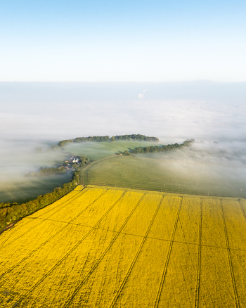 Aerial view of a vibrant yellow rapeseed field and the village of Nuffield partially covered by morning mist under a clear sky Nuffield Oxfordshire United Kingdom. Aerial view of a vibrant yellow rapeseed field and the village of Nuffield partially covered by morning mist under a clear sky Nuffield Oxfordshire United Kingdom.
