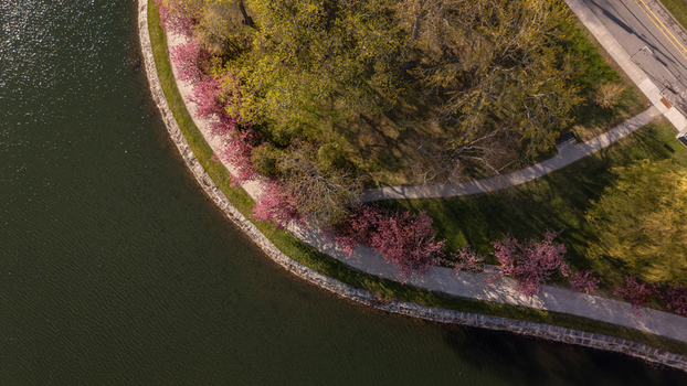 Aerial view of Brookline Reservoir with pink flowering trees along a curved walking path and green parkland Brookline Massachusetts United States. Aerial view of Brookline Reservoir with pink flowering trees along a curved walking path and green parkland Brookline Massachusetts United States.