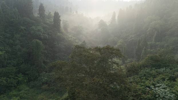Aerial view of lush tropical forest and dense green trees shrouded in morning mist in a valley Sukabumi West Java Indonesia. Aerial view of lush tropical forest and dense green trees shrouded in morning mist in a valley Sukabumi West Java Indonesia.