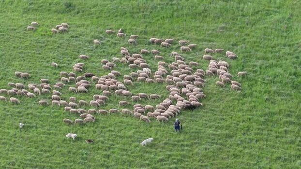 Aerial view of sheep grazing on a hillside in Italy.