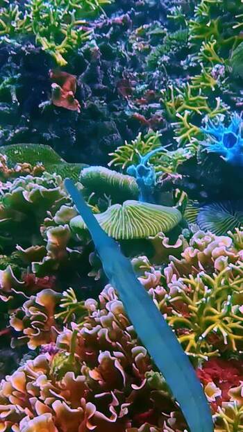 View of a trumpetfish swimming over a coral reef in Indonesia. View of a trumpetfish swimming over a coral reef in Indonesia.