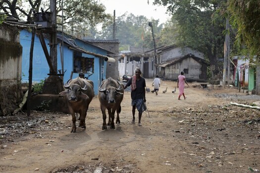Odisha India 26 March 2026 View of a man leading two buffalos down a dusty road past vibrant blue and weathered white homes under the warm Indian sun. Odisha India 26 March 2026 View of a man leading two buffalos down a dusty road past vibrant blue and weathered white homes under the warm Indian sun.
