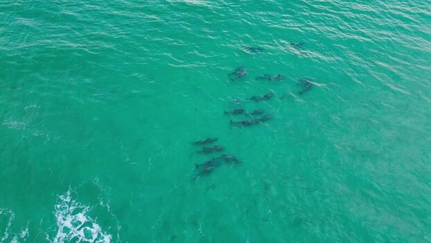 Aerial view of dolphins swimming in the ocean United States.