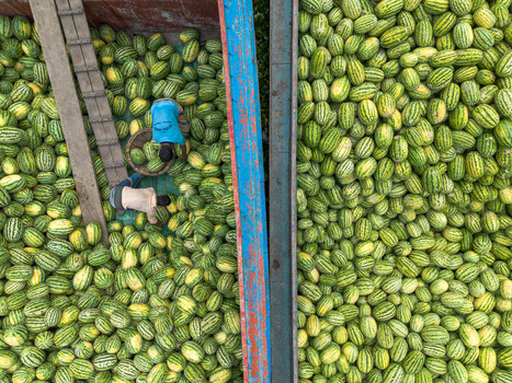 Dhaka Bangladesh 04 April 2026 Aerial view of a vibrant scene unfolds where a sea of pale green and yellow cucumbers fills a boat contrasting with the blue hues of workers. Dhaka Bangladesh 04 April 2026 Aerial view of a vibrant scene unfolds where a sea of pale green and yellow cucumbers fills a boat contrasting with the blue hues of workers.