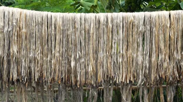 View of raw jute fibers hanging to dry in Jamalpur Bangladesh. View of raw jute fibers hanging to dry in Jamalpur Bangladesh.