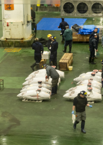 Koto City Japan 25 January 2026 View of workers inspecting large frozen tuna at the Block 6 Fisheries Intermediate Wholesale Market Building in Toyosu Market. Koto City Japan 25 January 2026 View of workers inspecting large frozen tuna at the Block 6 Fisheries Intermediate Wholesale Market Building in Toyosu Market.