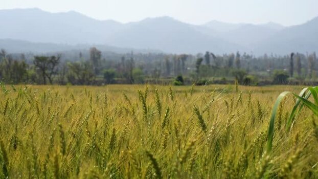 View of a ripening wheat field with mountains in background Nepal.