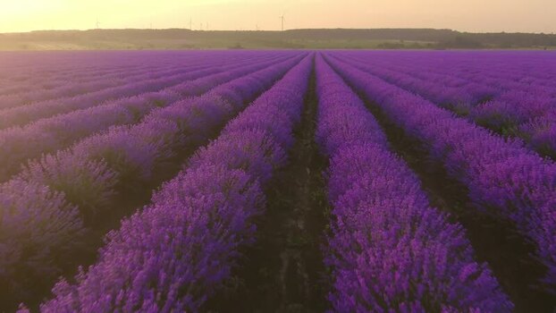 Aerial view of blooming lavender field in Shabla Bulgaria. Aerial view of blooming lavender field in Shabla Bulgaria.