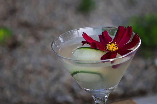 View of a clear cocktail in a martini glass garnished with a fresh cucumber slice and a vibrant dark red flower in San Jose del Cabo Baja California Sur Mexico.