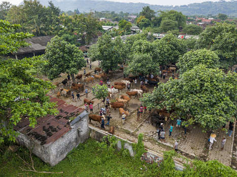 Aerial view of Animal Market Prambanan with cattle and people gathered under lush green trees in Kecamatan Prambanan Jawa Tengah Indonesia. Aerial view of Animal Market Prambanan with cattle and people gathered under lush green trees in Kecamatan Prambanan Jawa Tengah Indonesia.