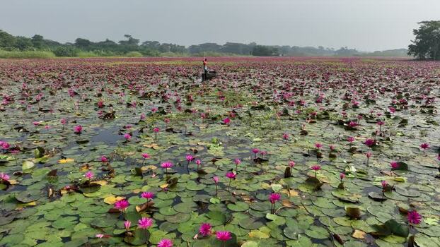 View of a person in a boat on a water lily pond in Bangladesh. View of a person in a boat on a water lily pond in Bangladesh.