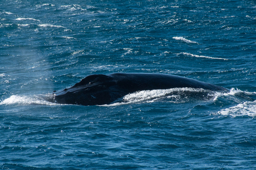 View of a humpback whale surfacing in the deep blue waters of the Ningaloo Reef creating a gentle wake as it moves through the ocean Ningaloo Western Australia Australia. View of a humpback whale surfacing in the deep blue waters of the Ningaloo Reef creating a gentle wake as it moves through the ocean Ningaloo Western Australia Australia.