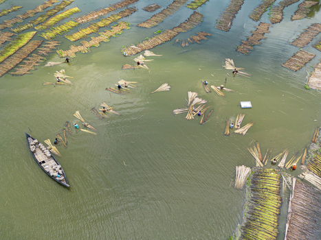Natore Bangladesh 25 July 2026 Aerial view of farmers working in the water to process jute bundles in the traditional retting method.