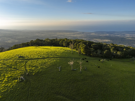 Aerial view of Puu Waawaa cinder cone featuring lush green pastures with grazing cattle and scattered trees under a soft morning light Hawaii County Hawaii United States. Aerial view of Puu Waawaa cinder cone featuring lush green pastures with grazing cattle and scattered trees under a soft morning light Hawaii County Hawaii United States.