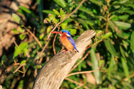View of a malachite kingfisher with vibrant blue and orange feathers perched on a dry branch surrounded by green leaves in Skukuza Mpumalanga South Africa. View of a malachite kingfisher with vibrant blue and orange feathers perched on a dry branch surrounded by green leaves in Skukuza Mpumalanga South Africa.