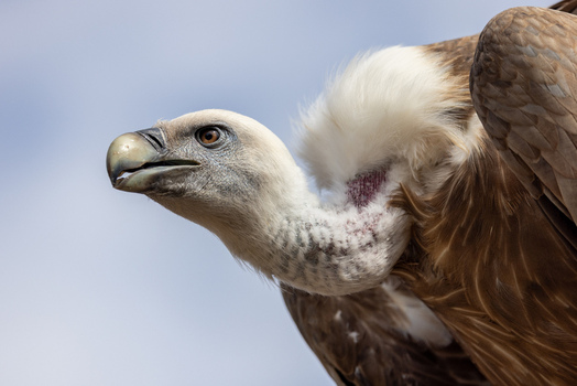 View of a griffon vulture showing its white feathered ruff and hooked beak against a clear blue sky in Selestat Grand Est France.