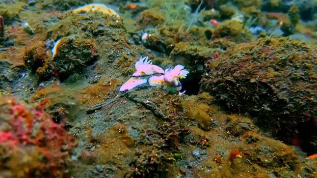 View of colorful nudibranchs on a reef Indonesia.