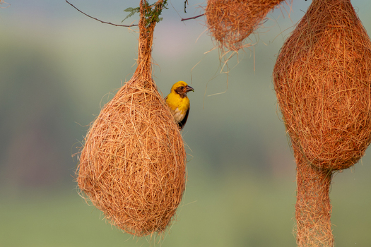 View of a baya weaver bird perched on its intricately woven hanging nest in a natural environment in Lahore Punjab Pakistan.