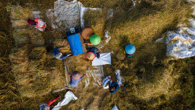 Aerial view of farmers harvesting rice with a blue threshing machine and traditional conical hats in the fields of Jipang Karanglewas Central Java Indonesia. Aerial view of farmers harvesting rice with a blue threshing machine and traditional conical hats in the fields of Jipang Karanglewas Central Java Indonesia.