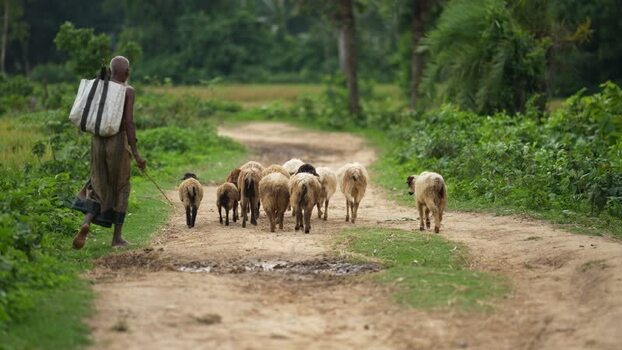View of a shepherd with sheep on a rural dirt path Bangladesh.
