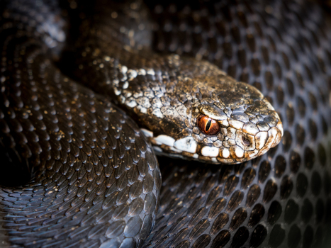View of a coiled European adder with dark scales and a distinctive red eye in Debrzno Pomeranian Voivodeship Poland. View of a coiled European adder with dark scales and a distinctive red eye in Debrzno Pomeranian Voivodeship Poland.
