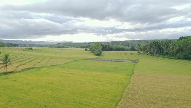 Aerial view of lush rice fields and palm trees in Bajawa Indonesia. Aerial view of lush rice fields and palm trees in Bajawa Indonesia.