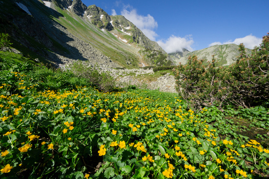 View of yellow wildflowers blooming in a lush green meadow at Razcestie pod Hrubou Kopou with rocky mountain peaks under a blue sky in the Western Tatras Ziar Zilina Region Slovakia. View of yellow wildflowers blooming in a lush green meadow at Razcestie pod Hrubou Kopou with rocky mountain peaks under a blue sky in the Western Tatras Ziar Zilina Region Slovakia.