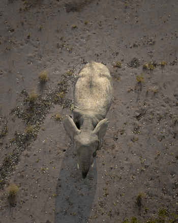 Aerial view of an elephant casting a long shadow on the arid ochre landscape Uis Erongo Region Namibia.
