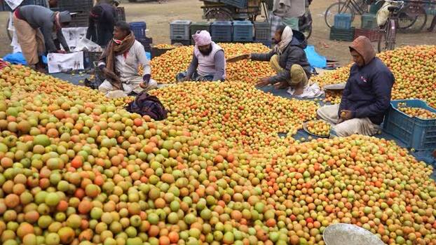 View of men sorting fruit at a market in Bogura Bangladesh. View of men sorting fruit at a market in Bogura Bangladesh.