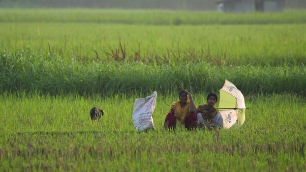 View of people sitting in a lush green rice field Bangladesh.