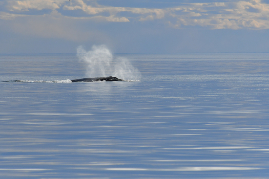 View of a whale spouting water in the calm blue ocean under a cloudy sky near Puerto Piramides Puerto Madryn Chubut Argentina. View of a whale spouting water in the calm blue ocean under a cloudy sky near Puerto Piramides Puerto Madryn Chubut Argentina.