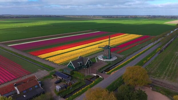Aerial view of De Nachtegaal windmill and tulip fields Netherlands.