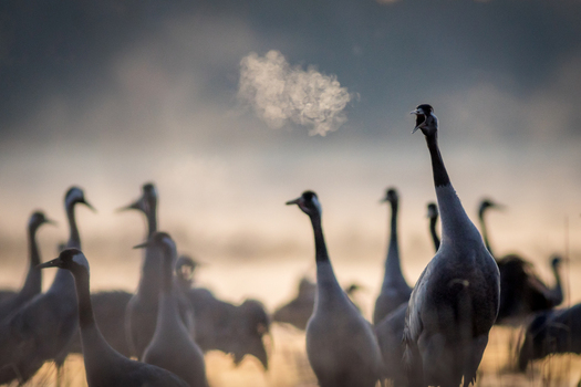 View of a flock of common cranes standing in a misty field at dawn with one bird calling and its breath visible in the cool morning air in Debrzno Pomeranian Voivodeship Poland.