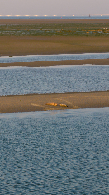 Aerial view of seals resting on the Roggenplaat sandbank in the Oosterschelde estuary with a distant bridge in the background Schouwen Duiveland Zeeland Netherlands.