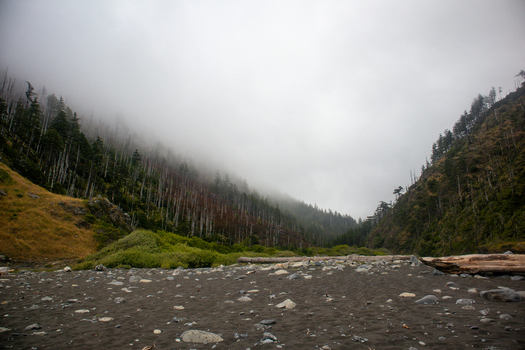 View of the rugged Lost Coast featuring a rocky beach and driftwood leading into a misty evergreen forest valley in Humboldt County California United States.