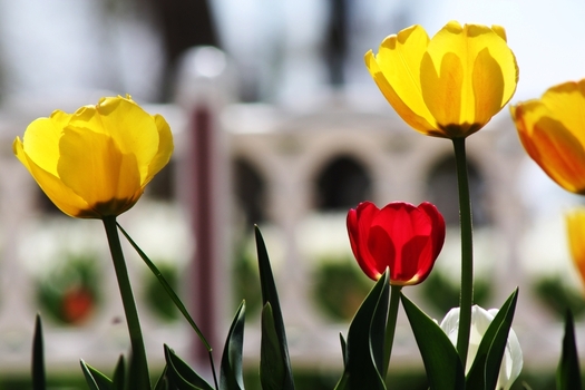 View of yellow and red tulips blooming in Alaaddin Hill Park with soft sunlight illuminating the petals in Selcuklu Konya Turkiye.